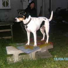 Dansk svensk gaardhund Balue