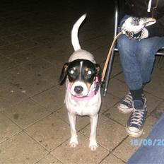 Dansk svensk gaardhund Balue