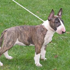 Bullterrier Balrogs Evita Elfenben