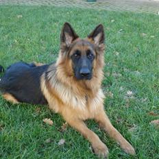 Schæferhund Slottet´s Nando Zepp RIP.