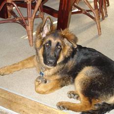 Schæferhund Slottet´s Nando Zepp RIP.