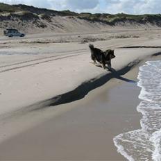 Finsk lapphund Lapinlempi Mille