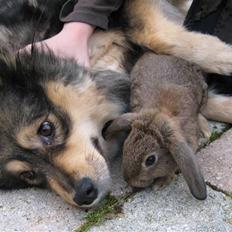 Finsk lapphund Lapinlempi Mille