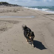 Finsk lapphund Lapinlempi Mille