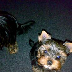 Yorkshire terrier sam vom mistelhof