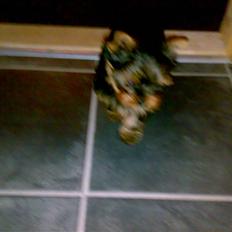 Yorkshire terrier sam vom mistelhof