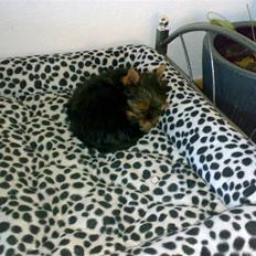 Yorkshire terrier sam vom mistelhof