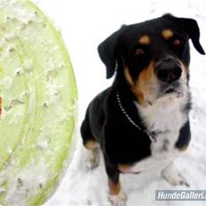 Blanding af racer Nico