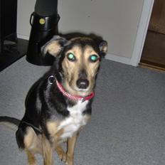 Blanding af racer Molly R.I.P