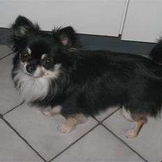 Chihuahua Falcon