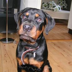 Rottweiler Liva