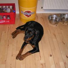 Rottweiler Liva