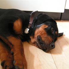 Rottweiler Liva