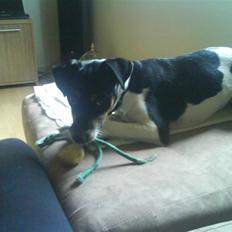 Dansk svensk gaardhund Buster