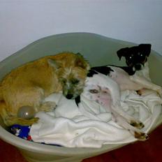 Dansk svensk gaardhund Buster