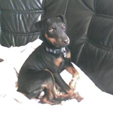 Tysk jagtterrier Speddy