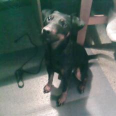 Tysk jagtterrier Speddy