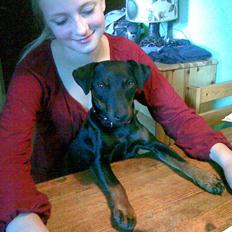 Tysk jagtterrier Speddy