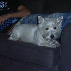 West highland white terrier Futte