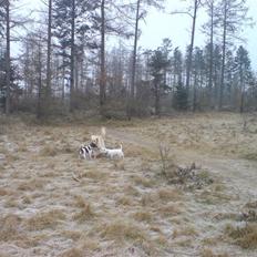 West highland white terrier Futte