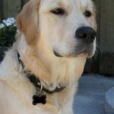 Golden retriever Emma 