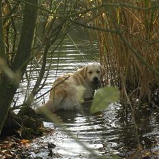 Golden retriever Emma 