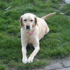 Labrador retriever Molly