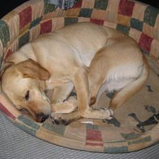 Labrador retriever Molly