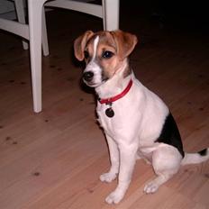 Dansk svensk gaardhund Cika R.I.P.