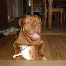 Dogue de bordeaux Rynke (Cobber House´s...)