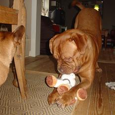 Dogue de bordeaux Rynke (Cobber House´s...)