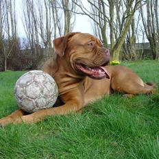 Dogue de bordeaux Rynke (Cobber House´s...)