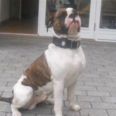 Olde english bulldogge Alfred