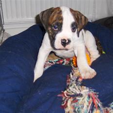 Olde english bulldogge Alfred