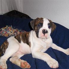 Olde english bulldogge Alfred
