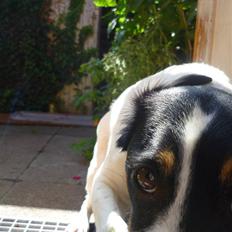 Dansk svensk gaardhund Casper R.I.P.