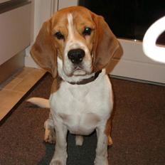Beagle Uffe