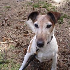 Glathåret foxterrier Sille - R.I.P min lille skat