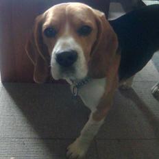 Beagle Tyson
