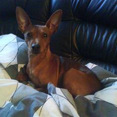 Dvaergpinscher Snoopy