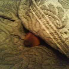 Dvaergpinscher Snoopy