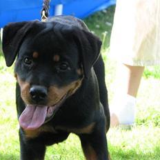 Rottweiler V.Hause Luna's Dark Angel