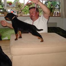 Rottweiler Nord Sea Side Faith *Rip*