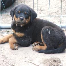 Rottweiler Nord Sea Side Faith *Rip*