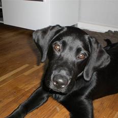 Labrador retriever Frede