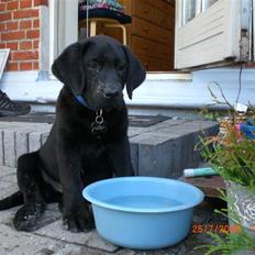 Labrador retriever Frede