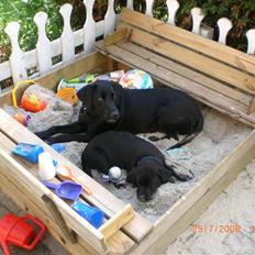 Labrador retriever Frede