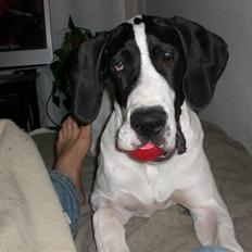 Grand danois GreatBels Yankee (Marcus)