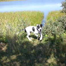 Grand danois GreatBels Yankee (Marcus)