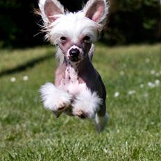 Chinese crested hårløs Penni R.I.P.